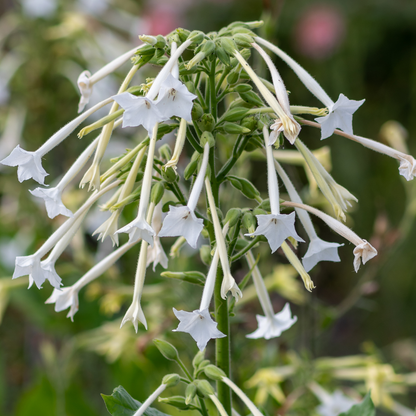 Only the Lonely Flowering Tobacco