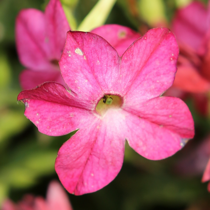 Perfume Bright Rose Flowering Tobacco