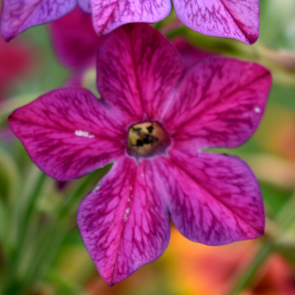 Perfume Deep Purple Flowering Tobacco