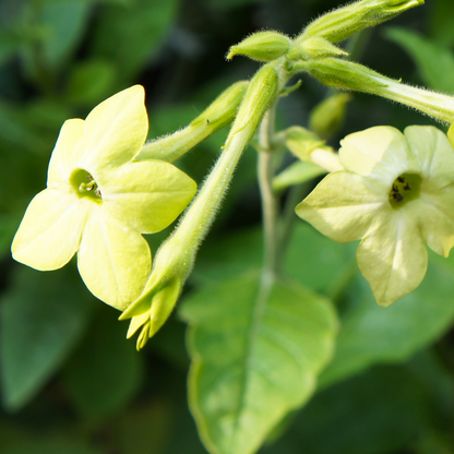 Perfume Lime Flowering Tobacco
