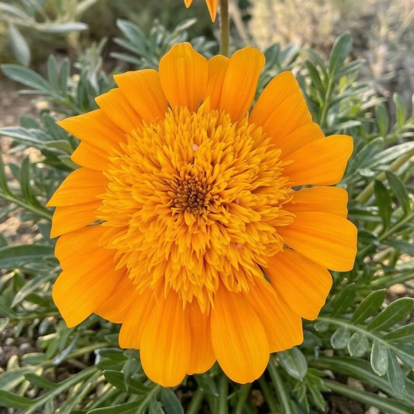 Nahui SunBathers Treasure Flower