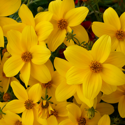 Namid Compact Yellow Bidens