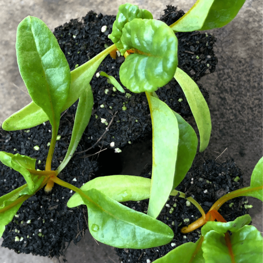 Bright Lights Swiss Chard