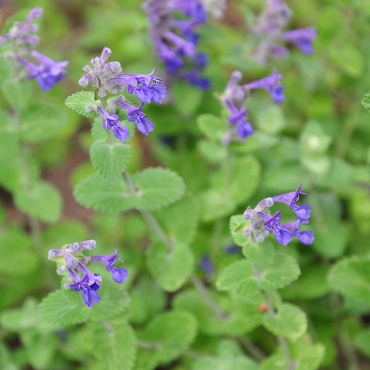 Catmint ‘Junior Walker’