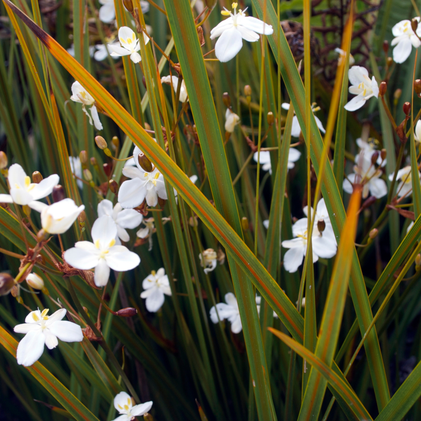 New Zealand Iris