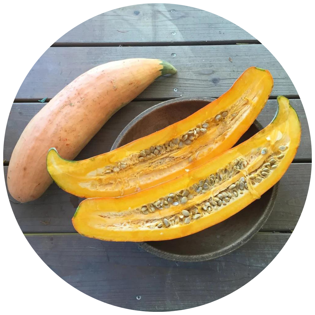 North Georgia Squash