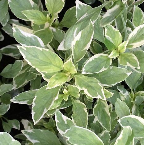 Pesto Perpetuo Basil