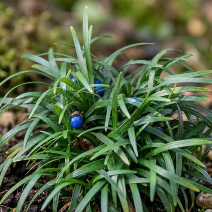 Minor Mondo Grass
