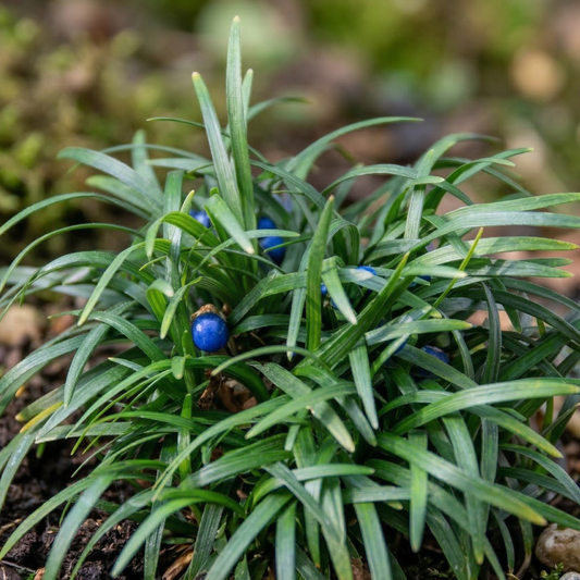 Dwarf Mondo Grass Minor
