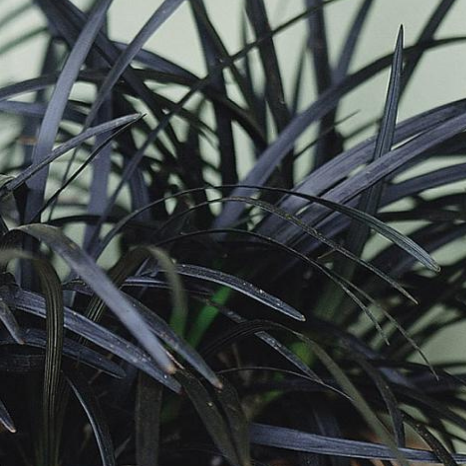 9+ Black Perennial Plants Black Mondo Grass - 4" Live Perennial Ornamental Grass – Planted Places