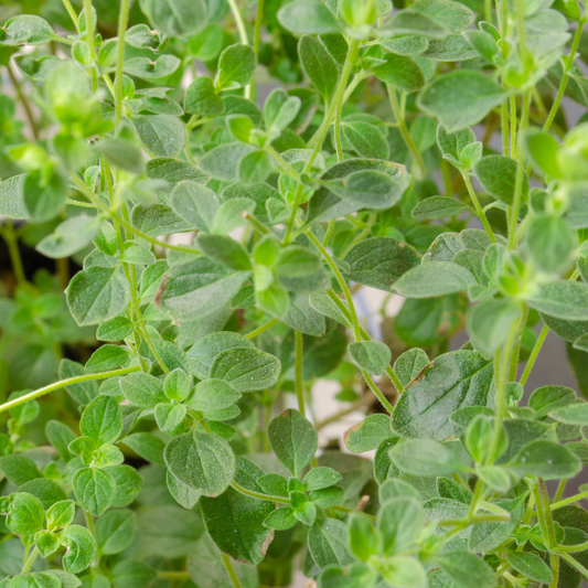 Italian Oregano, 4" plant