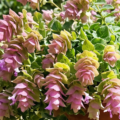 Bellissimo Oregano
