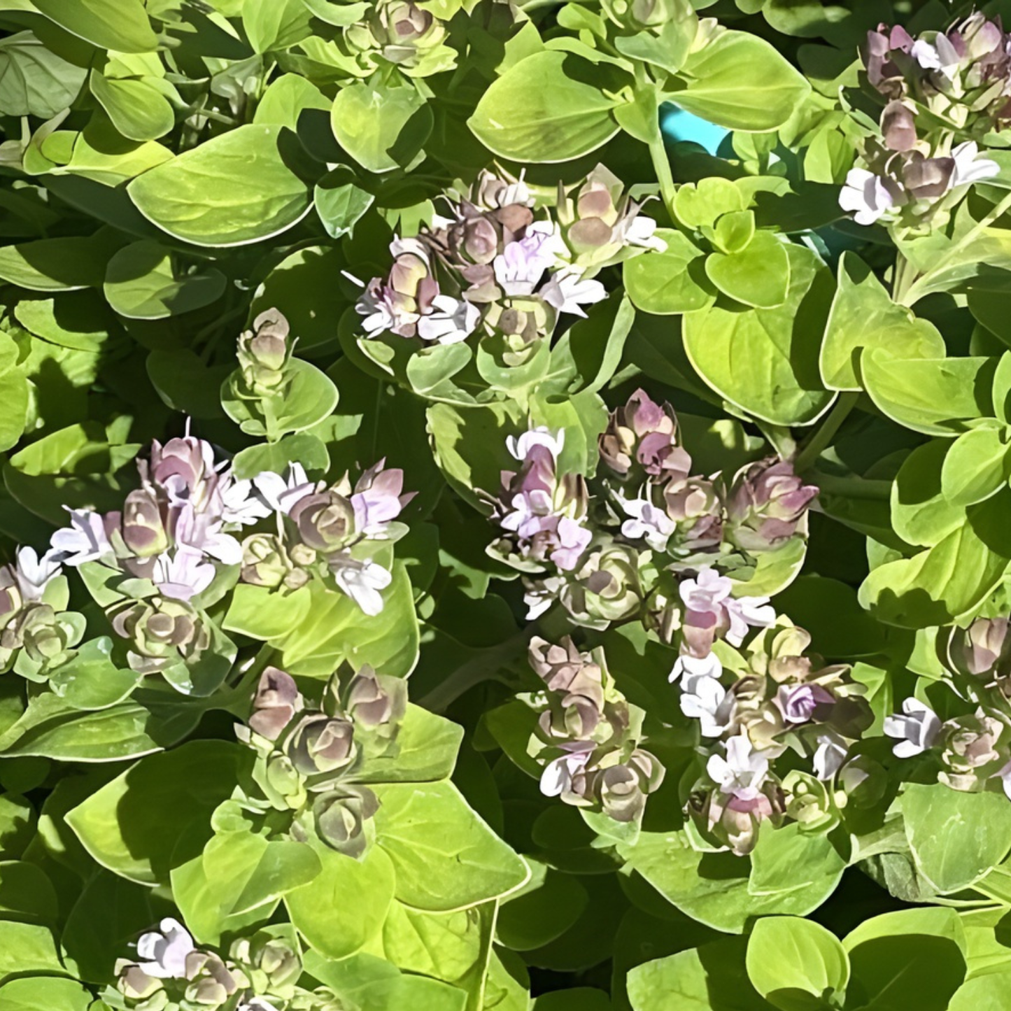 Gilt Trip Oregano
