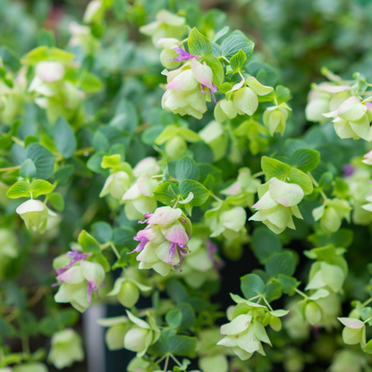 Kent Beauty Ornamental Oregano