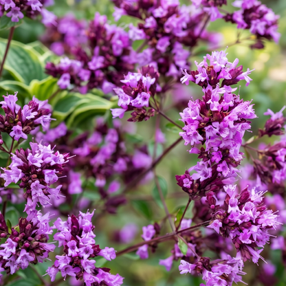 Hopley's Ornamental Oregano