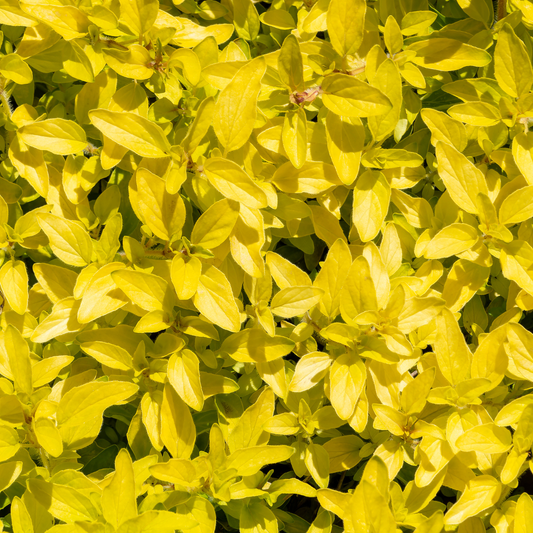 Golden Creeping Oregano
