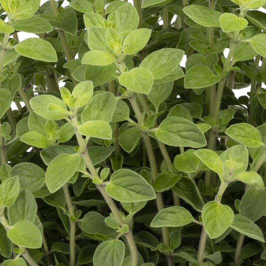 White Anniversary Oregano