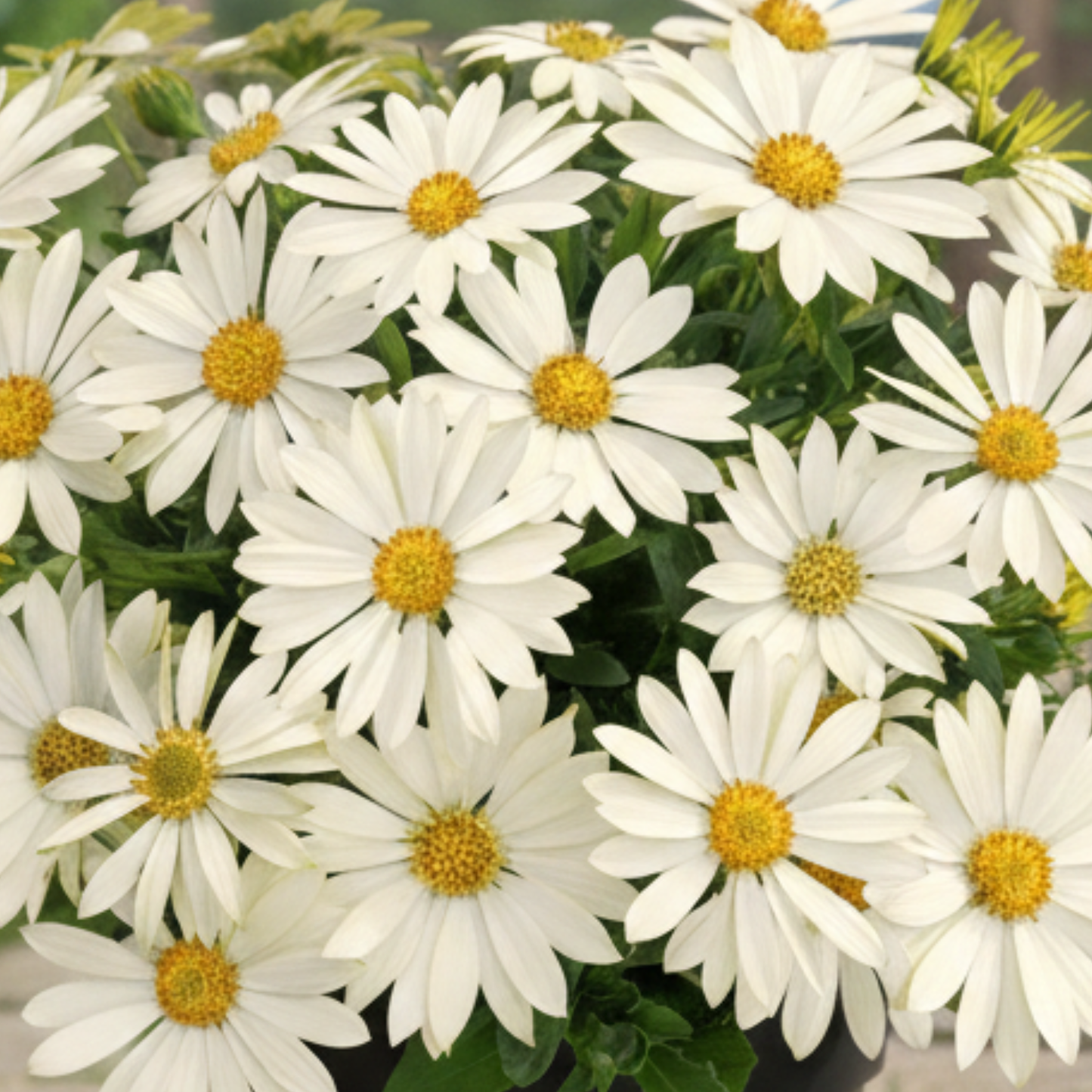 Cream Summersmile African Daisy