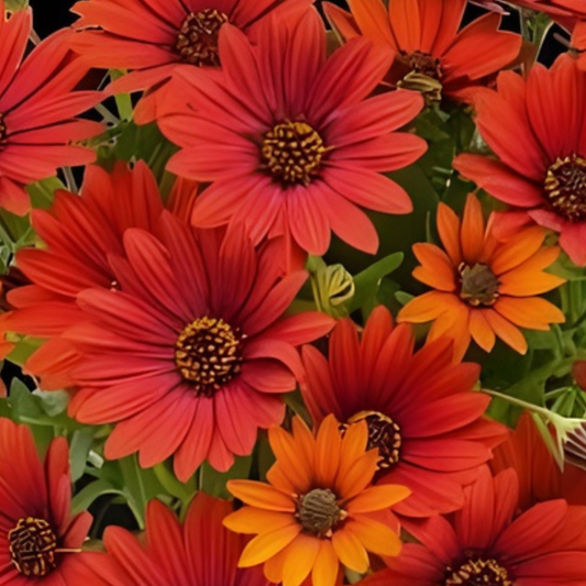 Sangria Red African Daisy Summersmile