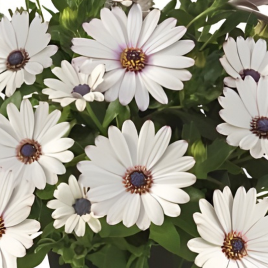 White African Daisy Summersmile