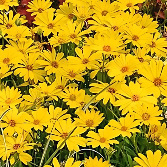 Yellow African Daisy Summersmile