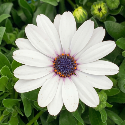 Pure White Osticade African Daisy