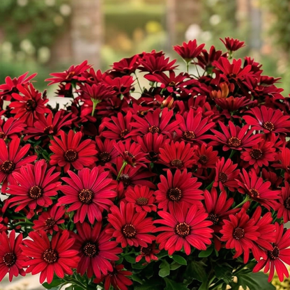 Cranberry Gelato African Daisy
