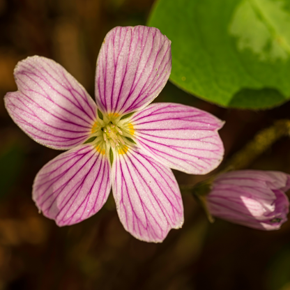 Klamath Ruby Redwood Sorrel