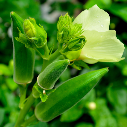Okra