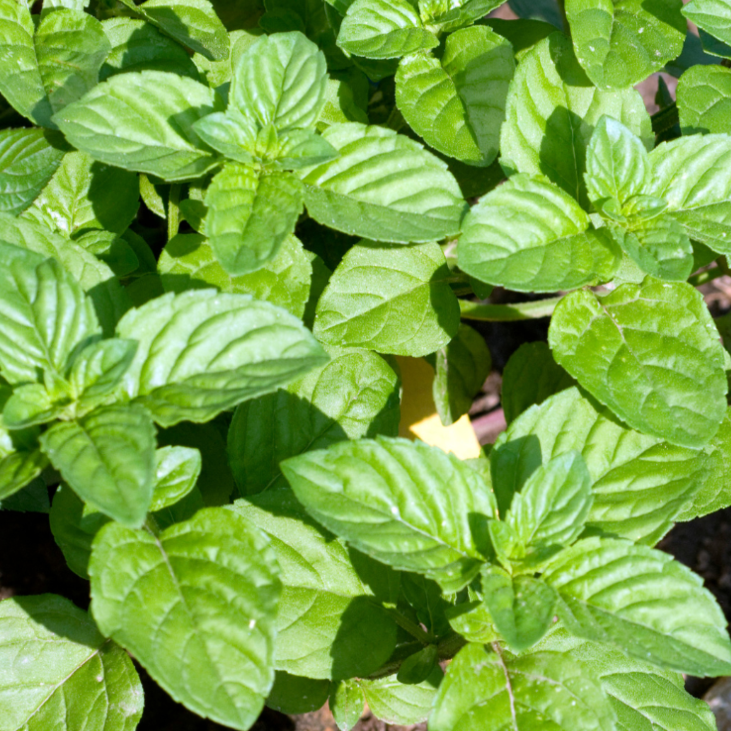 Orange Mint, 2" plant