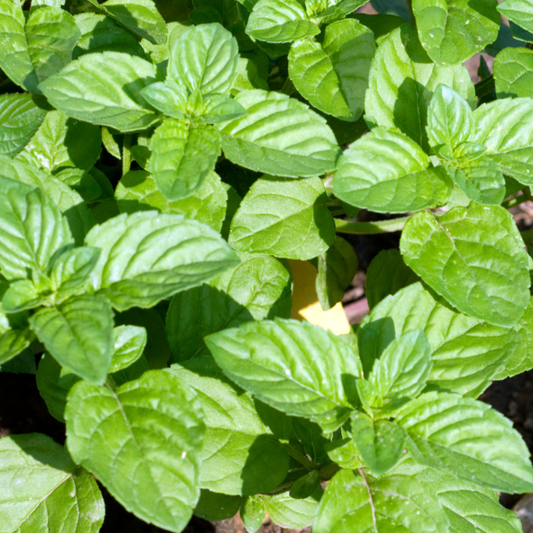 Orange Mint, 2" plant