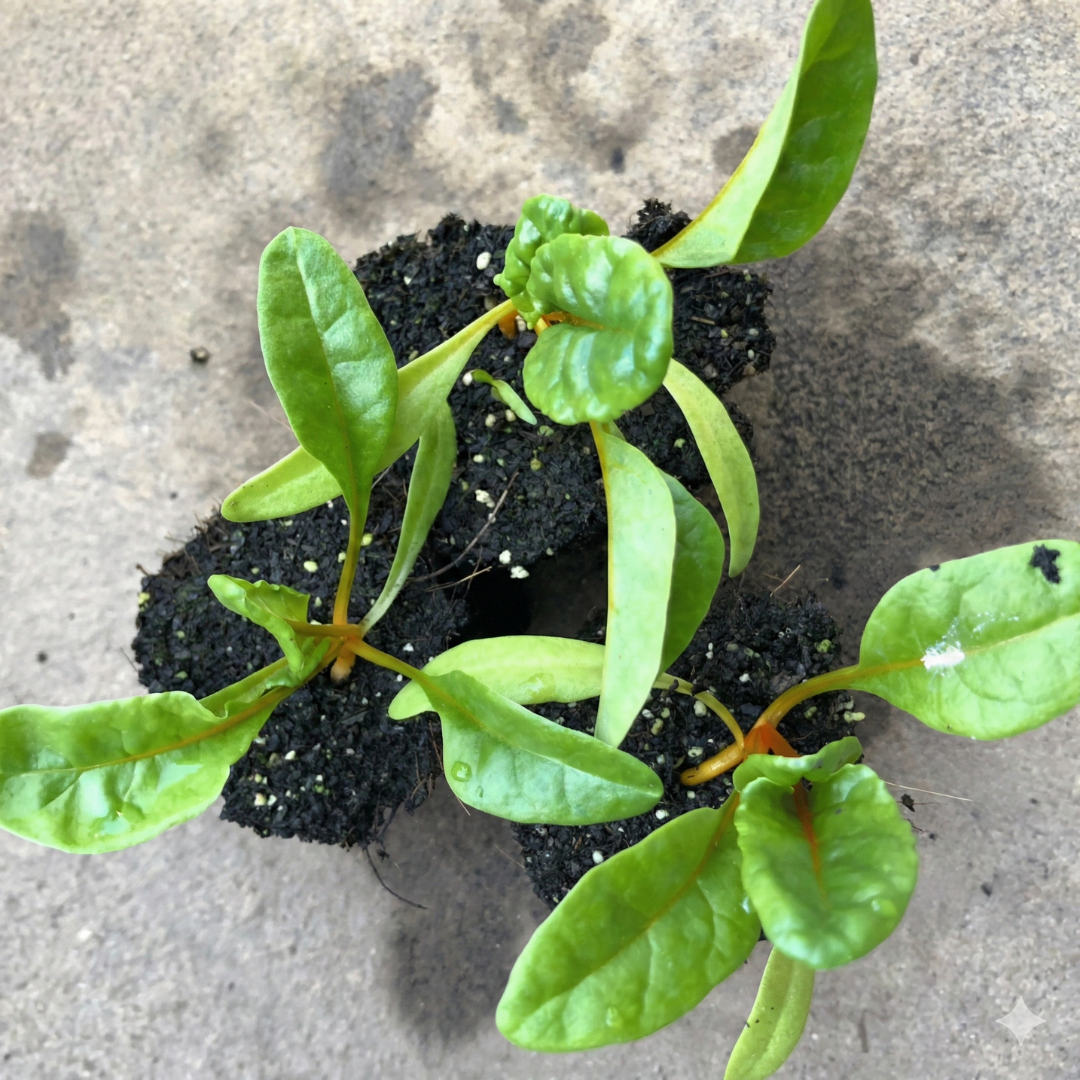 Orange Swiss Chard