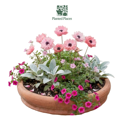 Pretty in Pink Monthly Flower Box