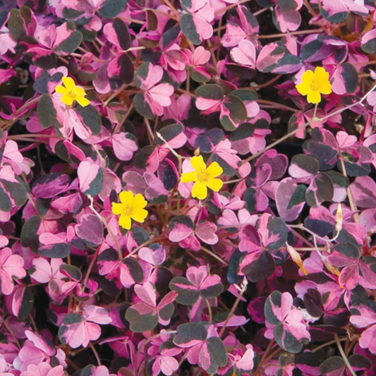 Plum Crazy Oxalis