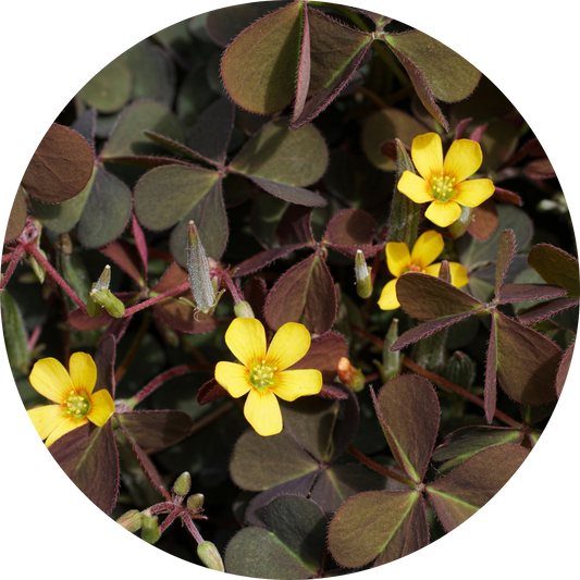 Oxalis "Burgundy"