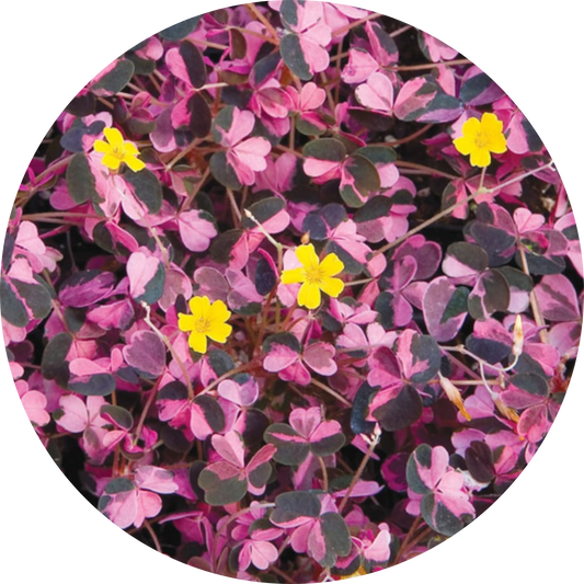 Oxalis "Plum Crazy"