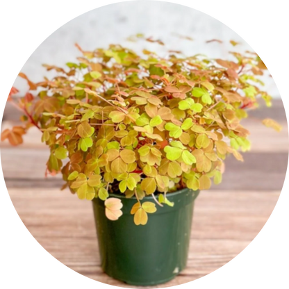 Sunset Velvet Oxalis