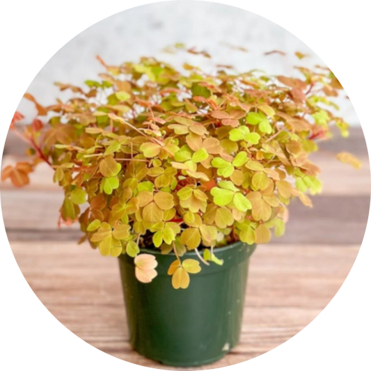 Oxalis "Sunset Velvet"