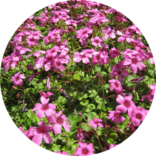 Brazilian Woodsorrel Oxalis