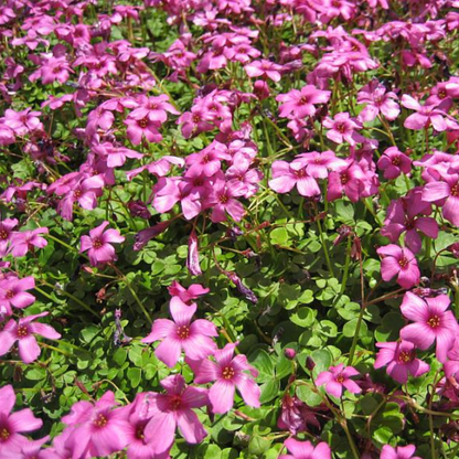 Brazilian Woodsorrel Oxalis