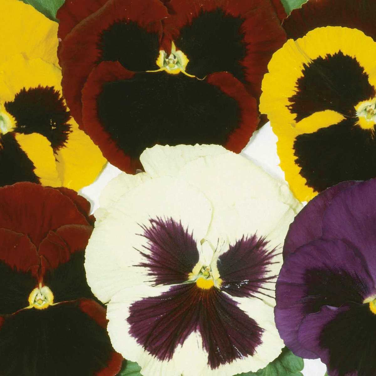 Viola Blotch Mix