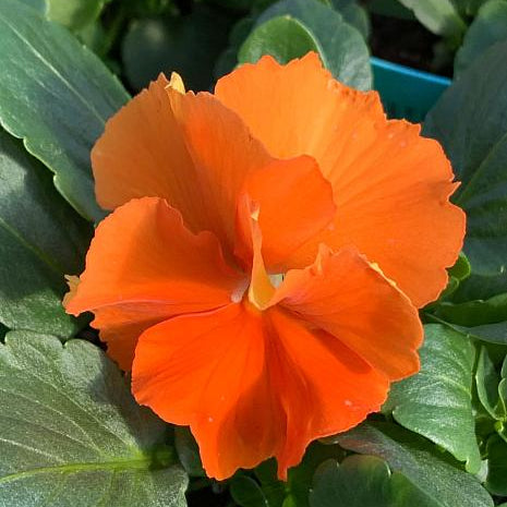 Deep Orange Viola