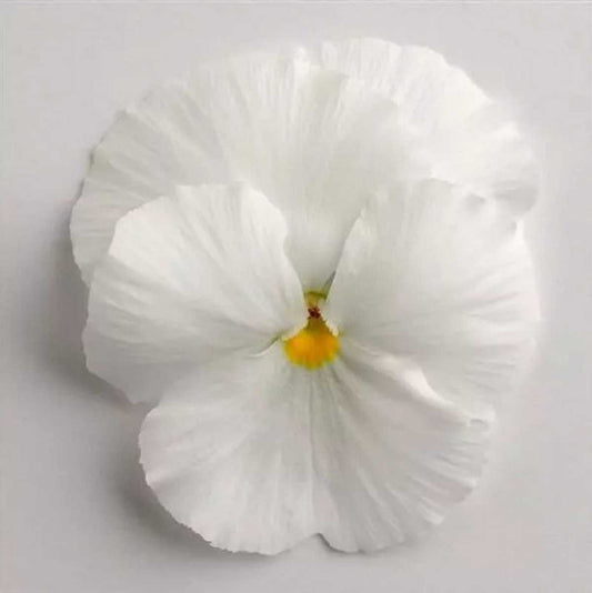 White Matrix Viola