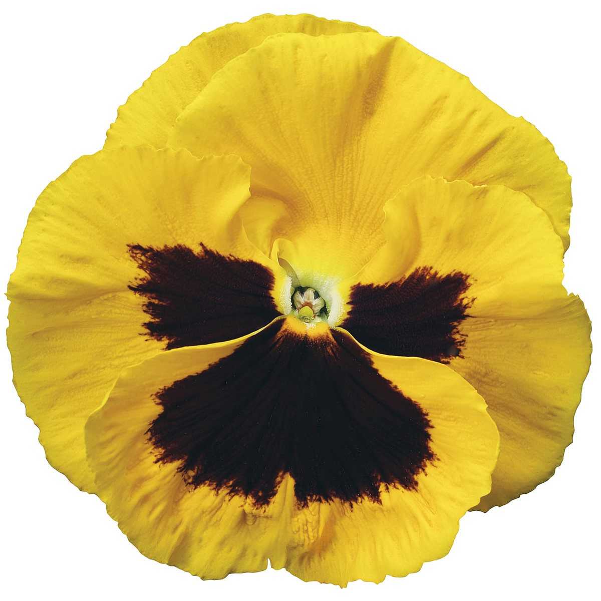 Yellow with Blotch Viola