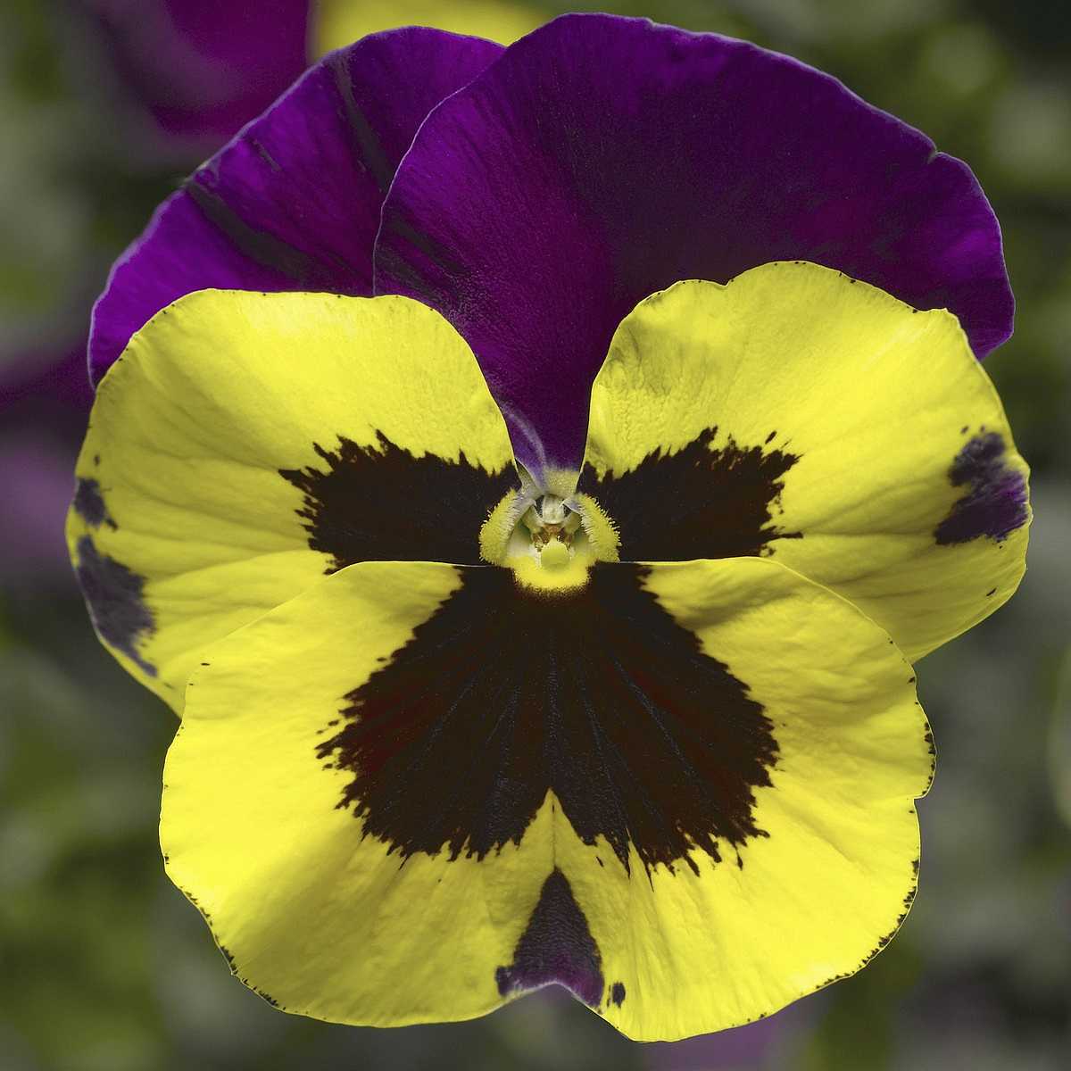 Yellow with Purple Wing Viola