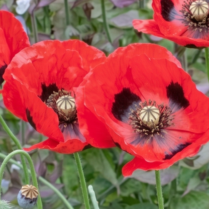 Ladybird Poppy
