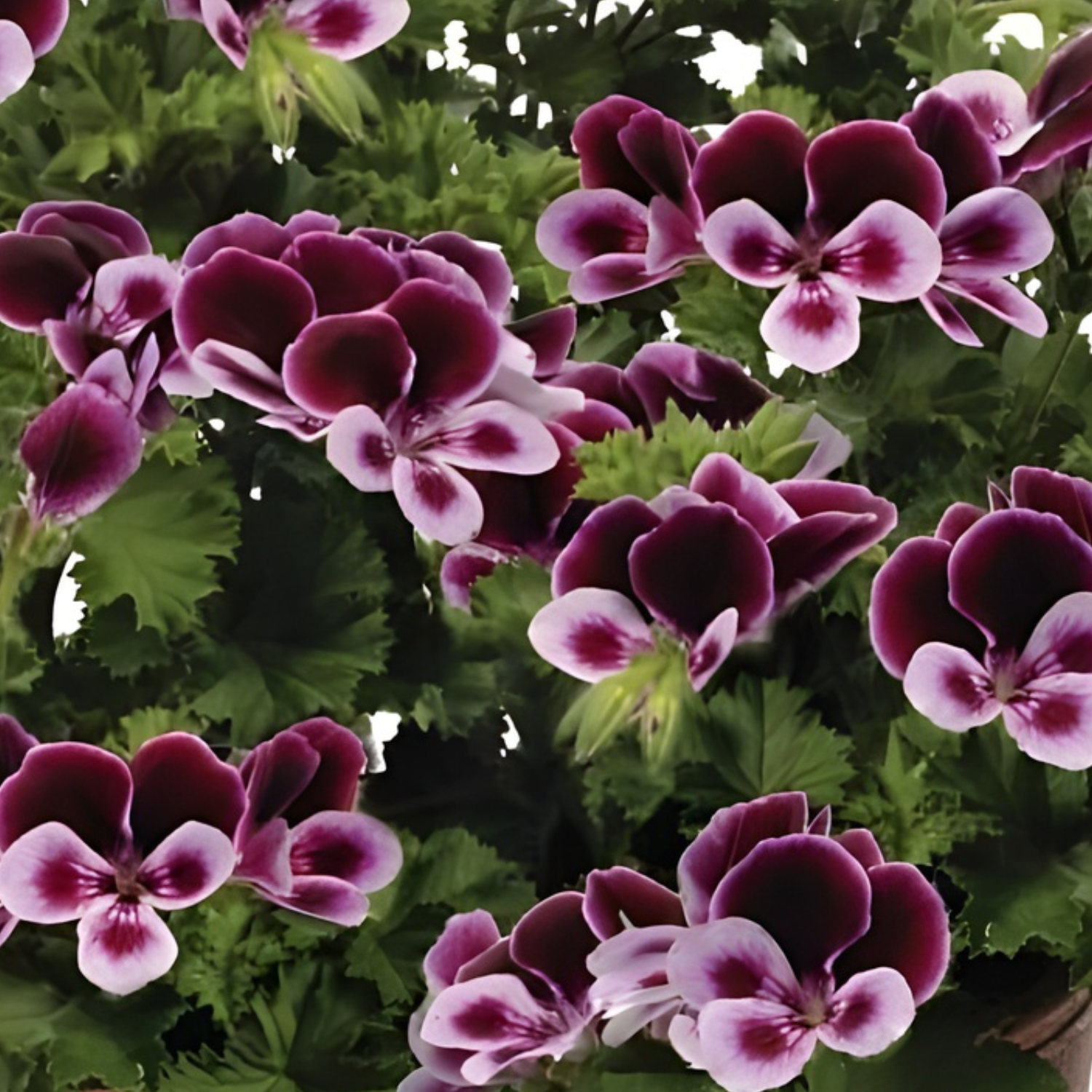 Angels Perfume Scented Geranium - 4