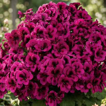 Candy Flowers Violet Geranium