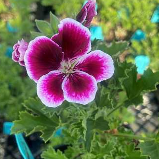 Aristo Black Beauty Geranium