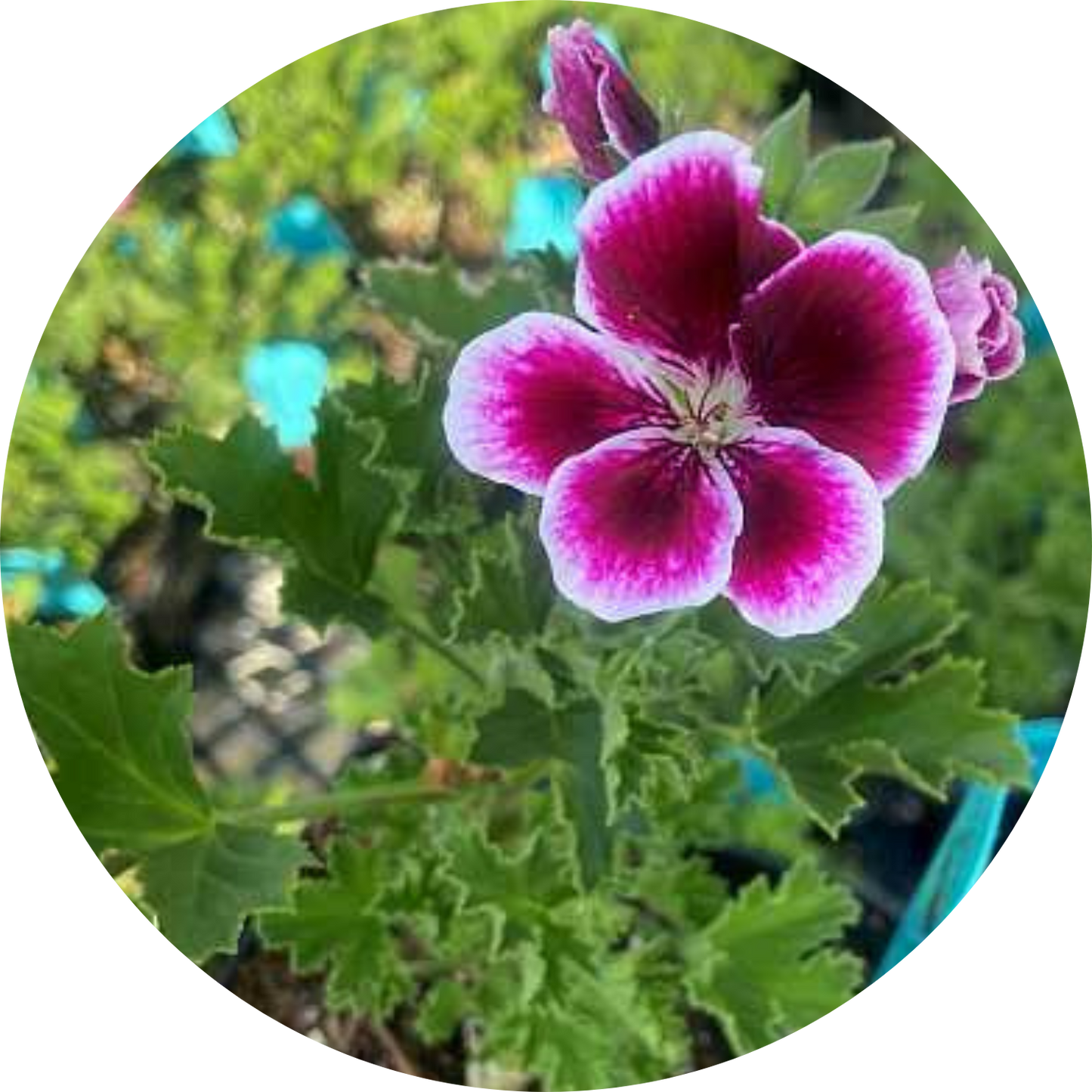 Aristo Black Beauty Geranium